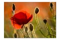 Mohn M 02